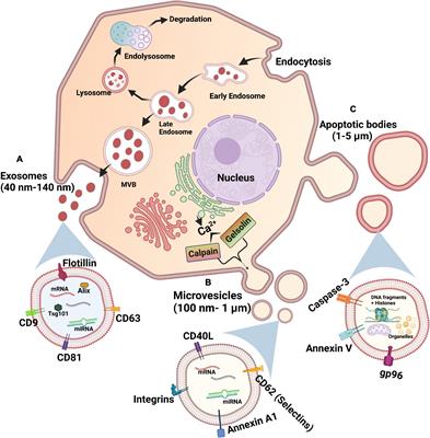 Extracellular Vesicles in Reprogramming of the Ewing Sarcoma Tumor Microenvironment